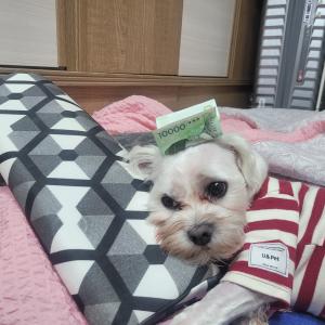 강아지 찿아요ㅠ