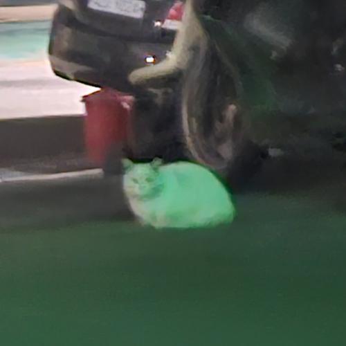 (사하구)하단 흰색 먼치킨 주인 있으실까요