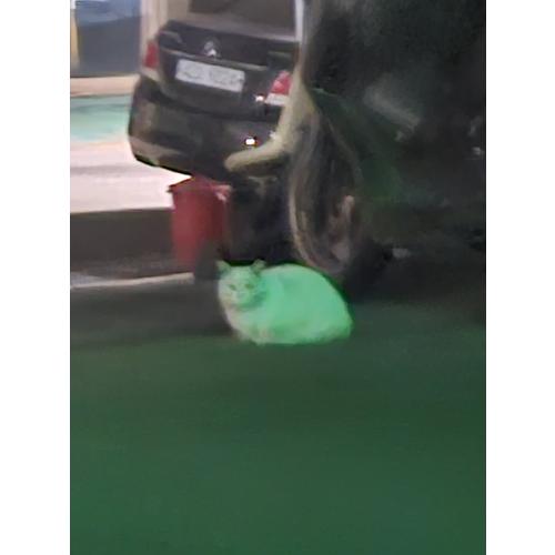 (사하구)하단 흰색 먼치킨 주인 있으실까요