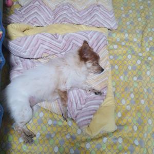 강아쥐 찾습니다