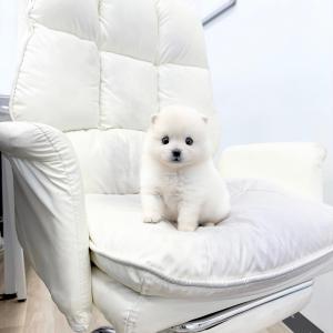 눈빛부터 성격까지 완벽 조합 폼스키분양 보내요