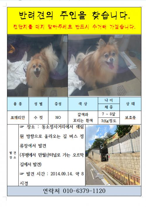 인천 포메리안이 주인을 기달려요~~~