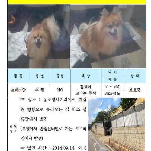 인천 포메리안이 주인을 기달려요~~~