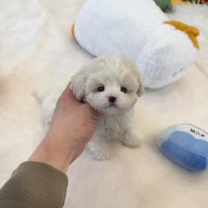 말티푸 "쫀득이"