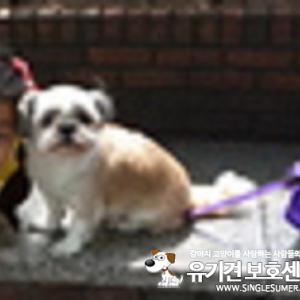 시추 여아 갈색&흰색 찾습니다