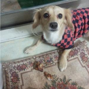 [인천] 믹스견 갈색 강아지를 찾습니다.