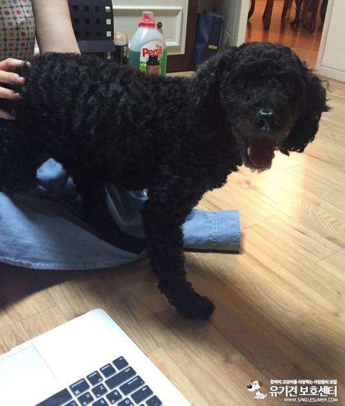 경산시중방동검은색푸들보호중입니다.