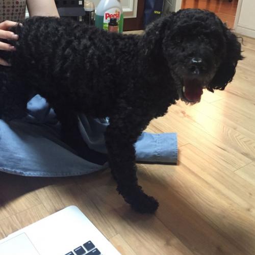 경산시중방동검은색푸들보호중입니다.