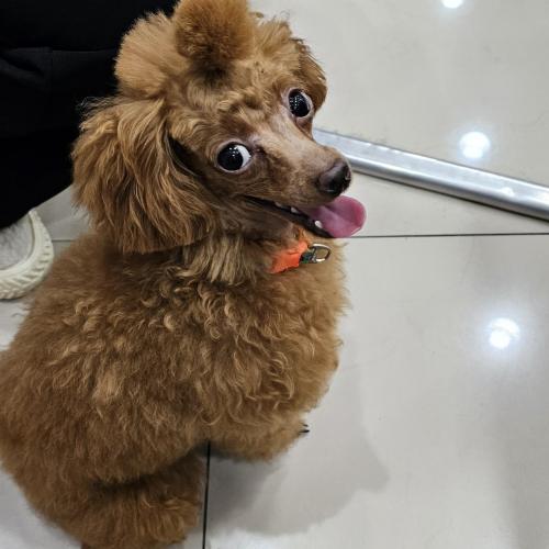 임시보호중인 미니푸들 입니다. 입양하실 가족을 찾습니다.