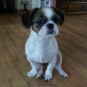 인천 가좌동 시츄 여아 찾아요