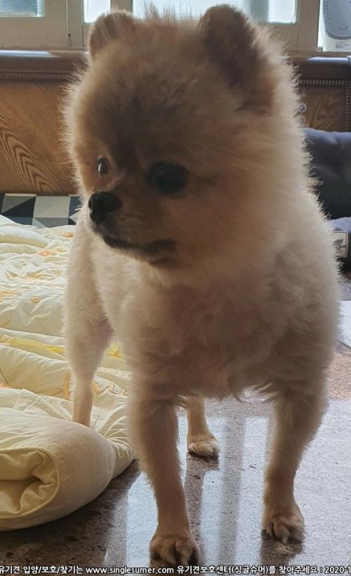 인천 미추홀 근처에서 발견한 갈색 포메 강아지 임보중입니다