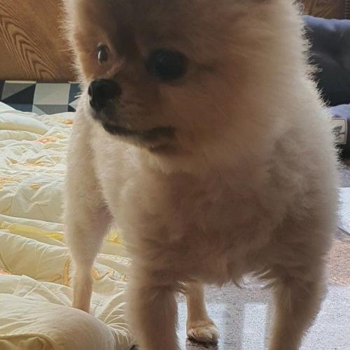 인천 미추홀 근처에서 발견한 갈색 포메 강아지 임보중입니다