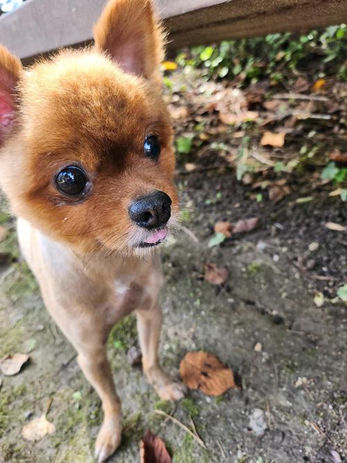 주인을 찾습니다