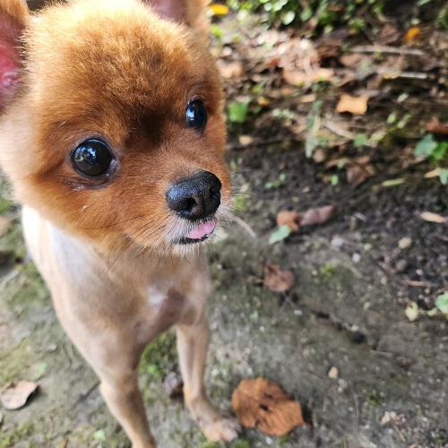 주인을 찾습니다