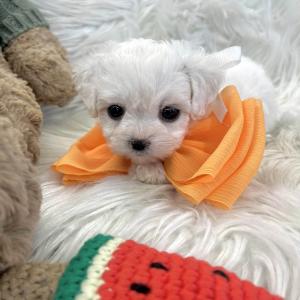 [10만원] 2개월 미니비숑 왕자님 책임감 있는 가족을 찾아요 ❤