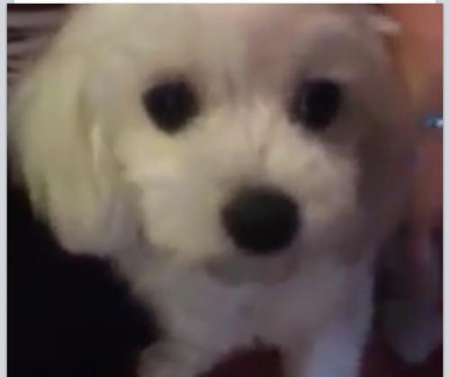 경기도 안양6동쯤에 강아지 잃어버리신분