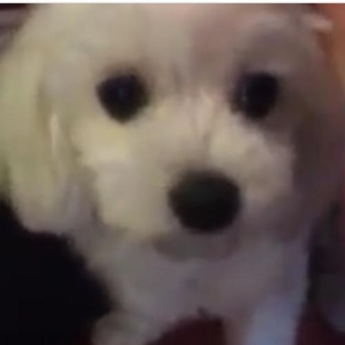 경기도 안양6동쯤에 강아지 잃어버리신분