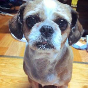 11년된 시추 찾습니다.