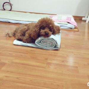 사라진 토이푸들(갈색)을 찾습니다