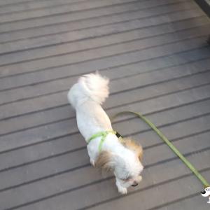 경기도 율전동에서 잃어버린 시츄를 찾습니다.