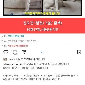 [미추홀구]강아지를 찾습니다
