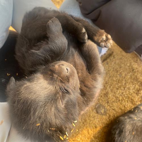 블랙 래브라도 리트리버 새끼 암컷 / 수컷 분양해요~