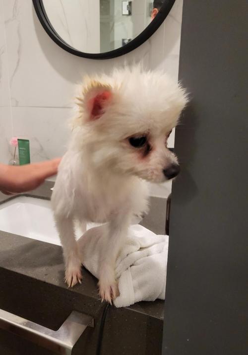 1년된 포메 여아