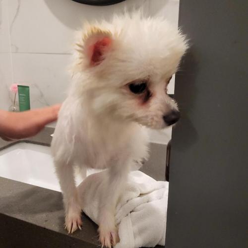 1년된 포메 여아