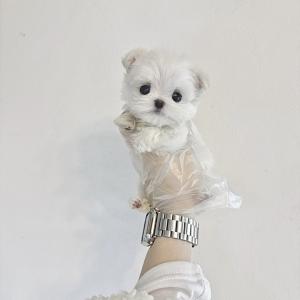 [ 30만원 ] 미니말티즈 왕자님 공주님 분양해요