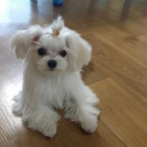 강아지를찾고있습니다