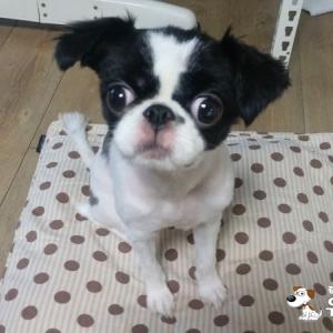 인천 주안도서관 부근 블랙시추 보호중