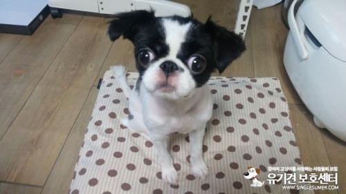 인천 주안도서관 부근 블랙시추 보호중