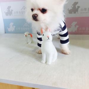 인천 십정동 십정초부근  포메라이언 남 찾습니다