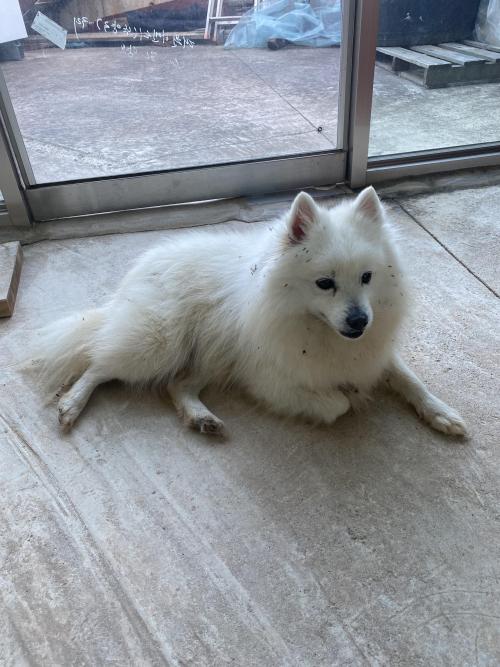 전북 고창군 상하면에서 강아지를 찾았어요