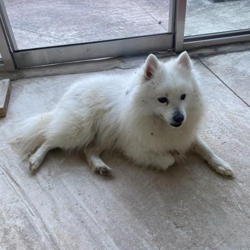 전북 고창군 상하면에서 강아지를 찾았어요