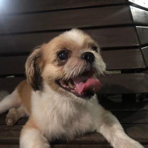 시츄 보호 중