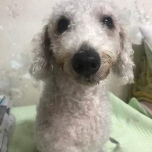 광진구 베들링턴테리어 찾아요