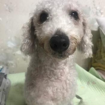 광진구 베들링턴테리어 찾아요