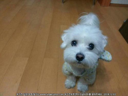 말티즈 남아 분양보냅니다.