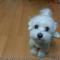 말티즈 남아 분양보냅니다.