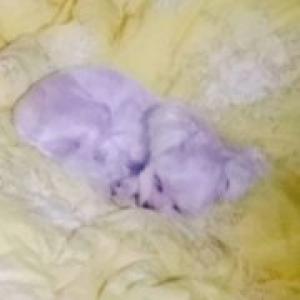 유기견 및 유기묘 실종시 대처방법