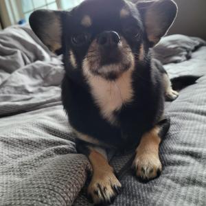 치와와 찾아요.