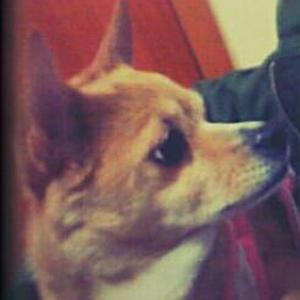 은평 수색역 부근 암컷 믹스견 "하나"를 찾습니다.