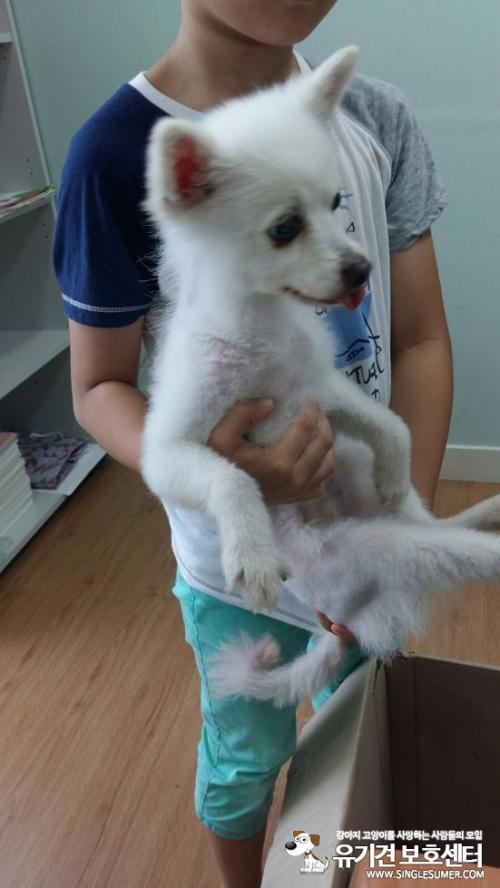 춘천 후평동, 만천리 일대에서 흰색 강아지 습득