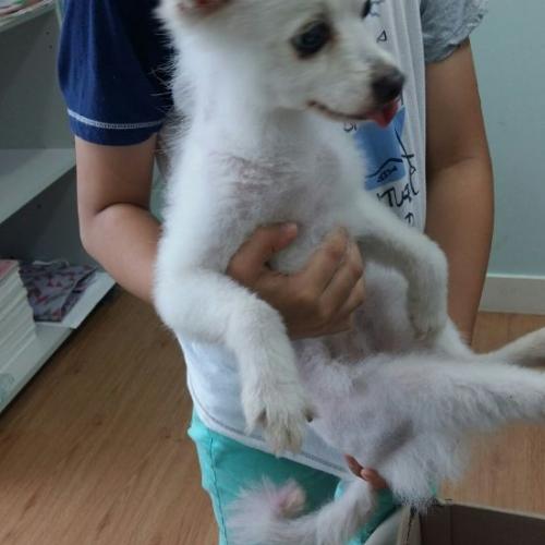 춘천 후평동, 만천리 일대에서 흰색 강아지 습득