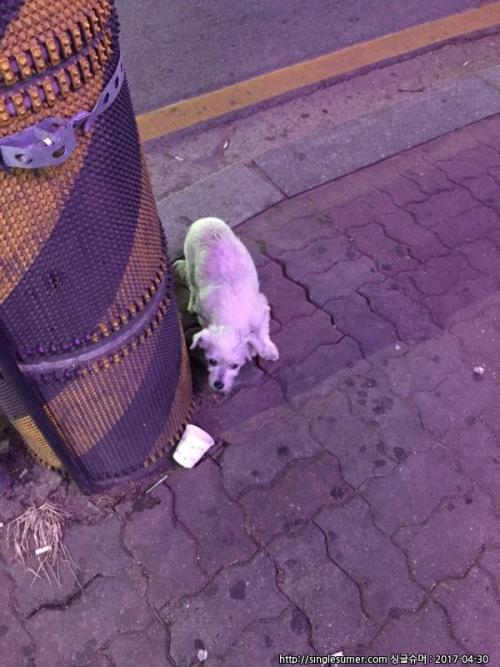 공덕역 부근에서 흰색강아지를 발견했습니다.