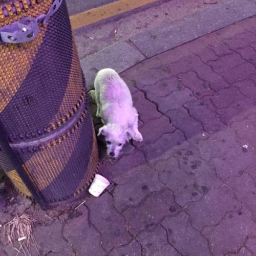 공덕역 부근에서 흰색강아지를 발견했습니다.