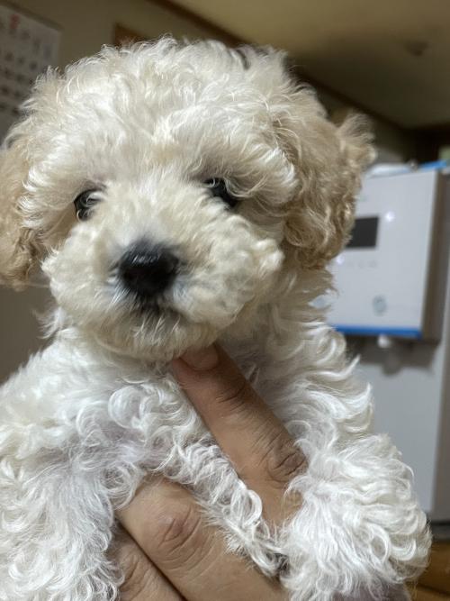 2개월령의 갈색 푸들 애기를 임보중입니다 가족을 찾고있어요~