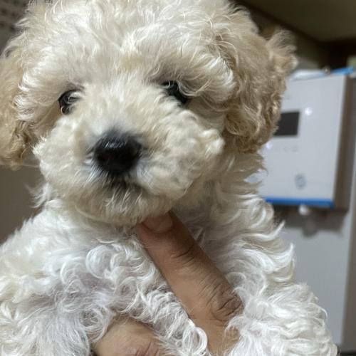 2개월령의 갈색 푸들 애기를 임보중입니다 가족을 찾고있어요~