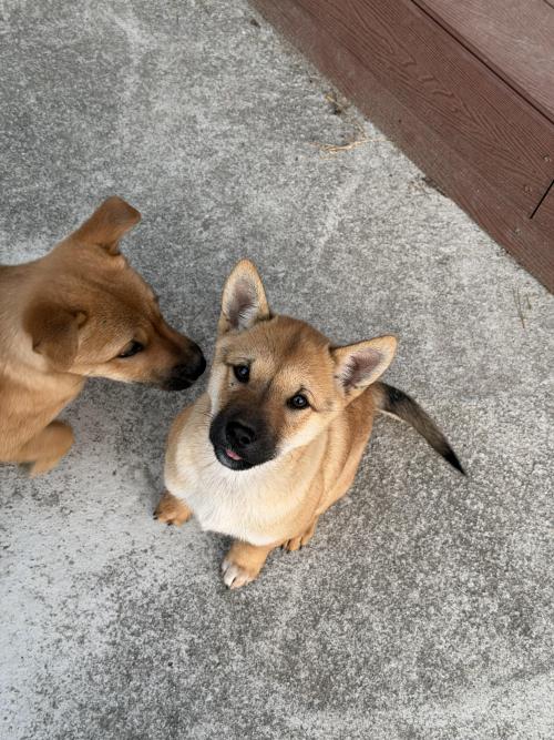 시골강아지 분양합니다